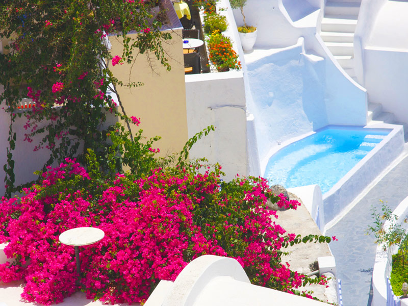 19_Santorini-Flowers