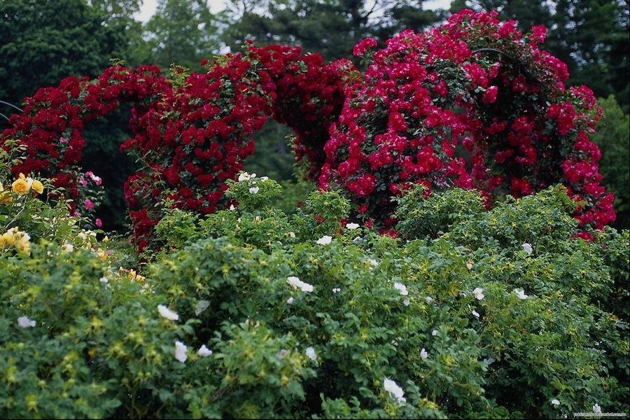 Valley-of-roses-Bulgaria-1