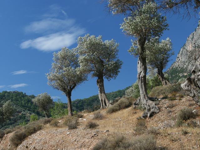 Samos-isl-2_4252